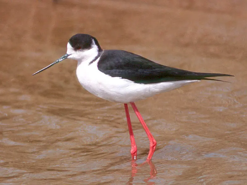 黑翅长脚鹬（Himantopus himantopus）