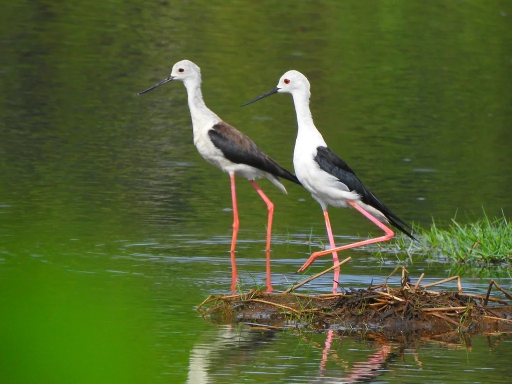黑翅长脚鹬（Himantopus himantopus）