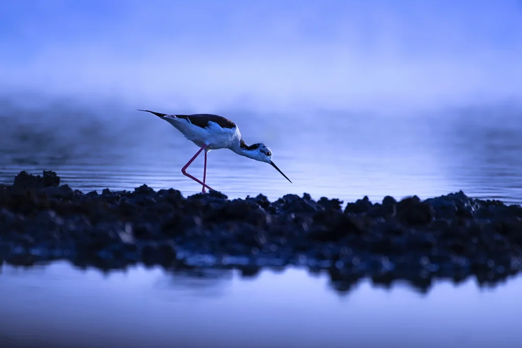 黑翅长脚鹬（Himantopus himantopus）