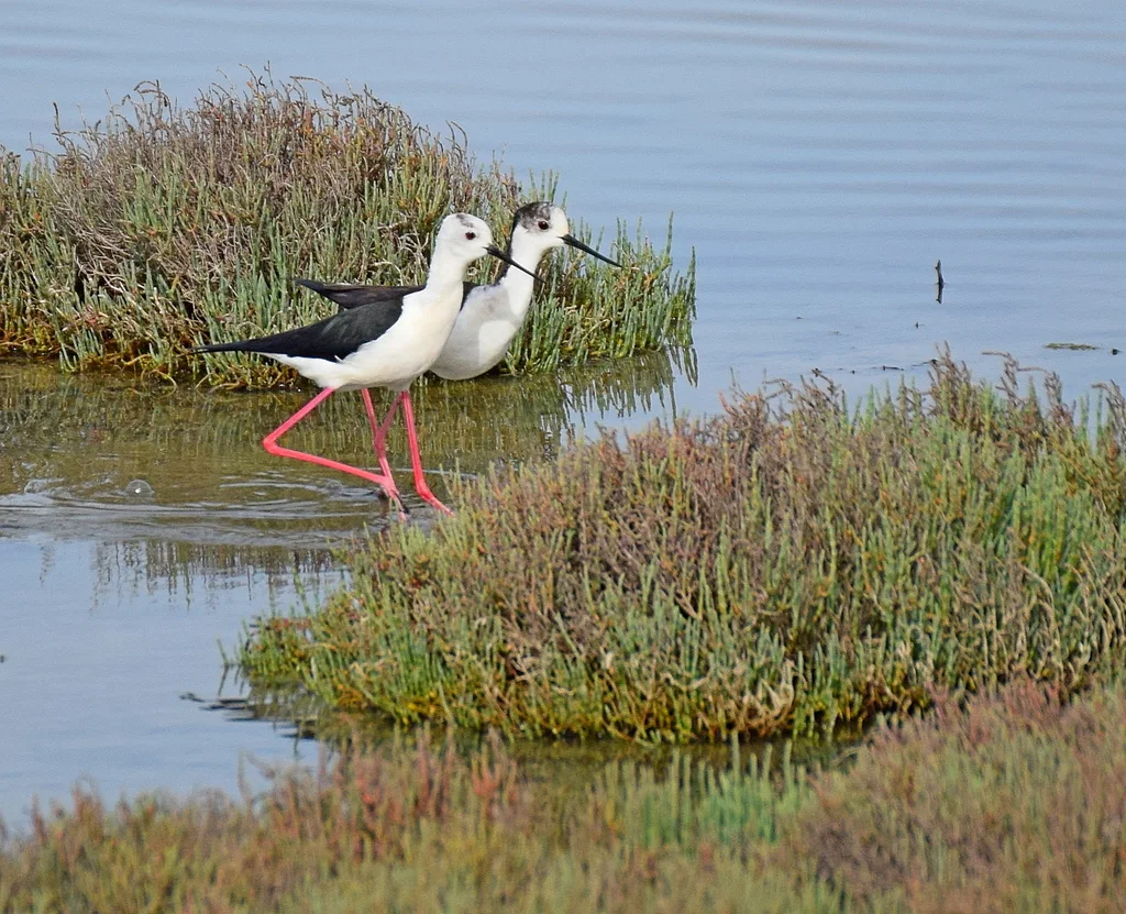 黑翅长脚鹬（Himantopus himantopus）