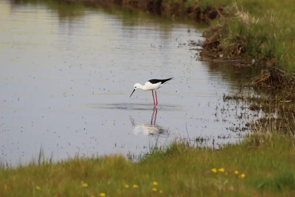 黑翅长脚鹬(Himantopus himantopus)