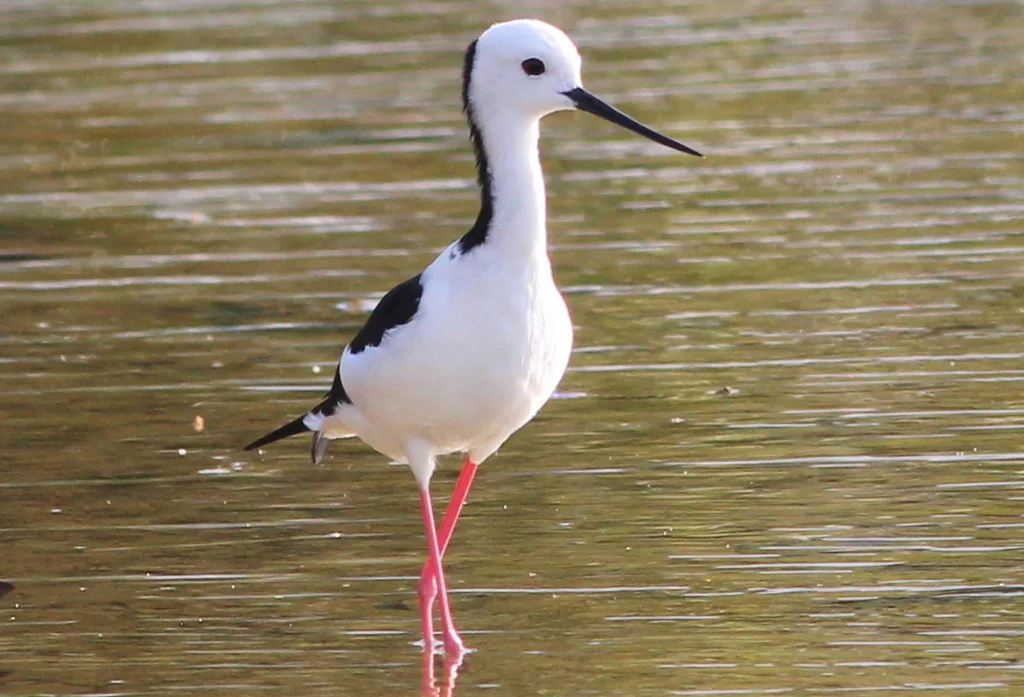 澳洲长脚鹬(Himantopus leucocephalus)