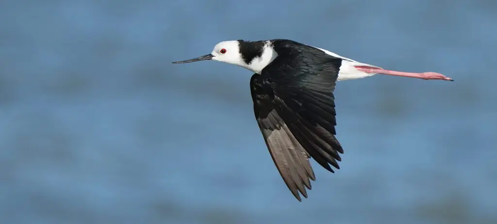 澳洲长脚鹬(Himantopus leucocephalus)