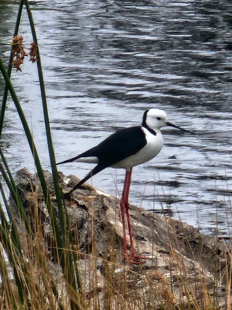 澳洲长脚鹬(Himantopus leucocephalus)