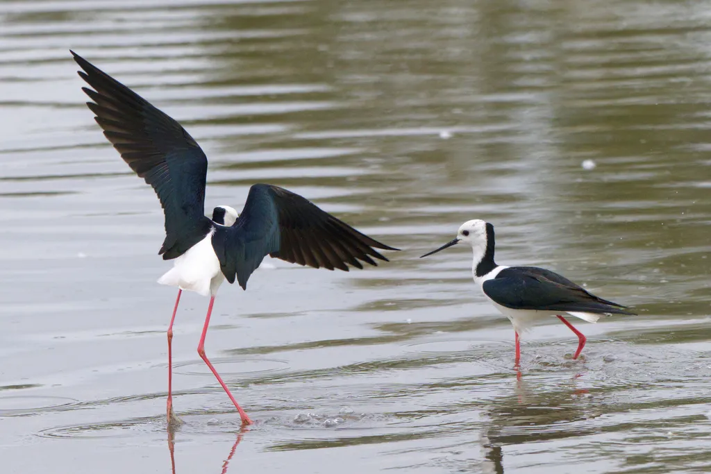 澳洲长脚鹬(Himantopus leucocephalus)