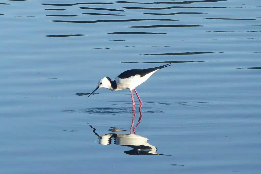 澳洲长脚鹬(Himantopus leucocephalus)