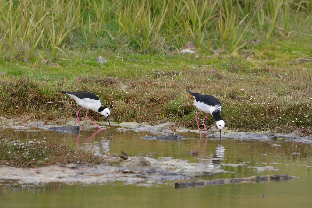 澳洲长脚鹬(Himantopus leucocephalus)