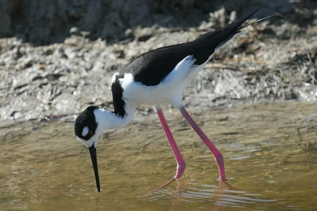 黑颈长脚鹬(Himantopus mexicanus)