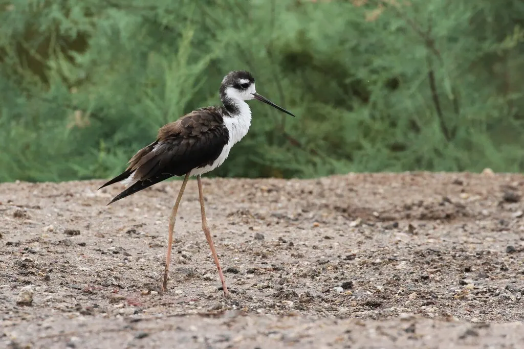 黑颈长脚鹬(Himantopus mexicanus)