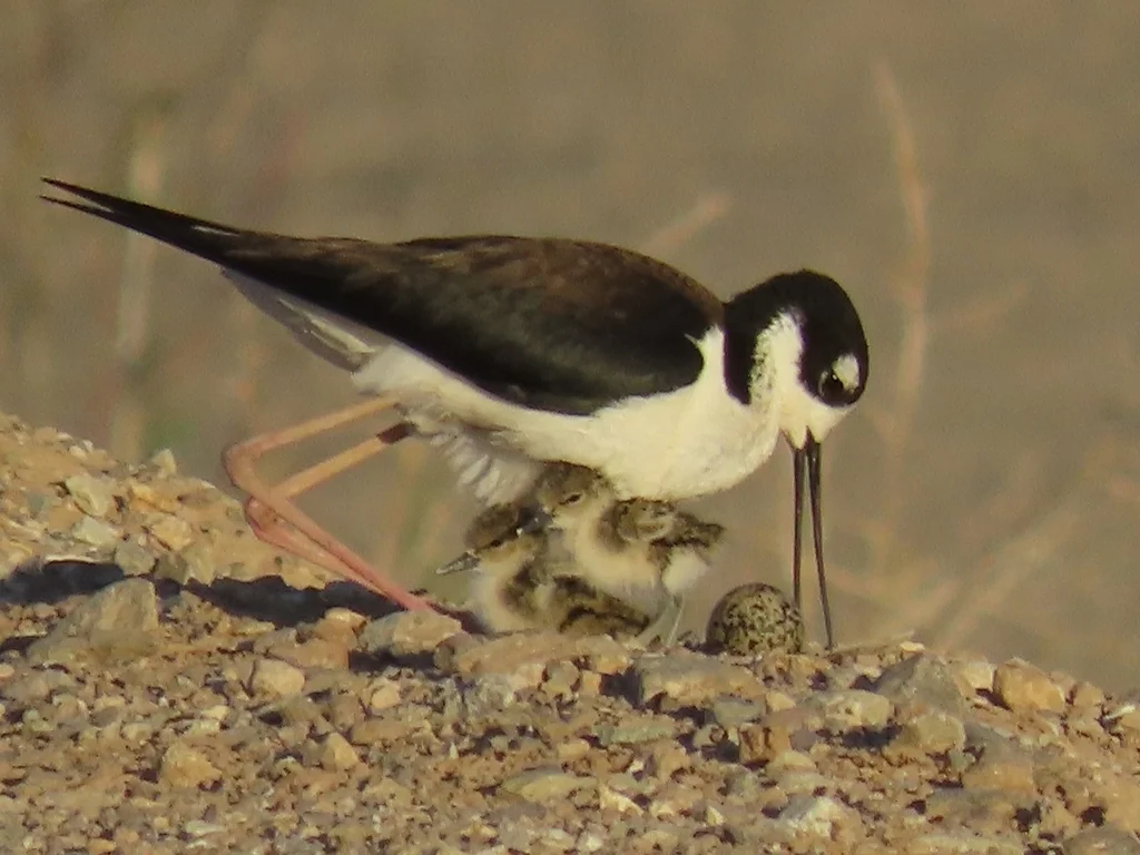 黑颈长脚鹬(Himantopus mexicanus)