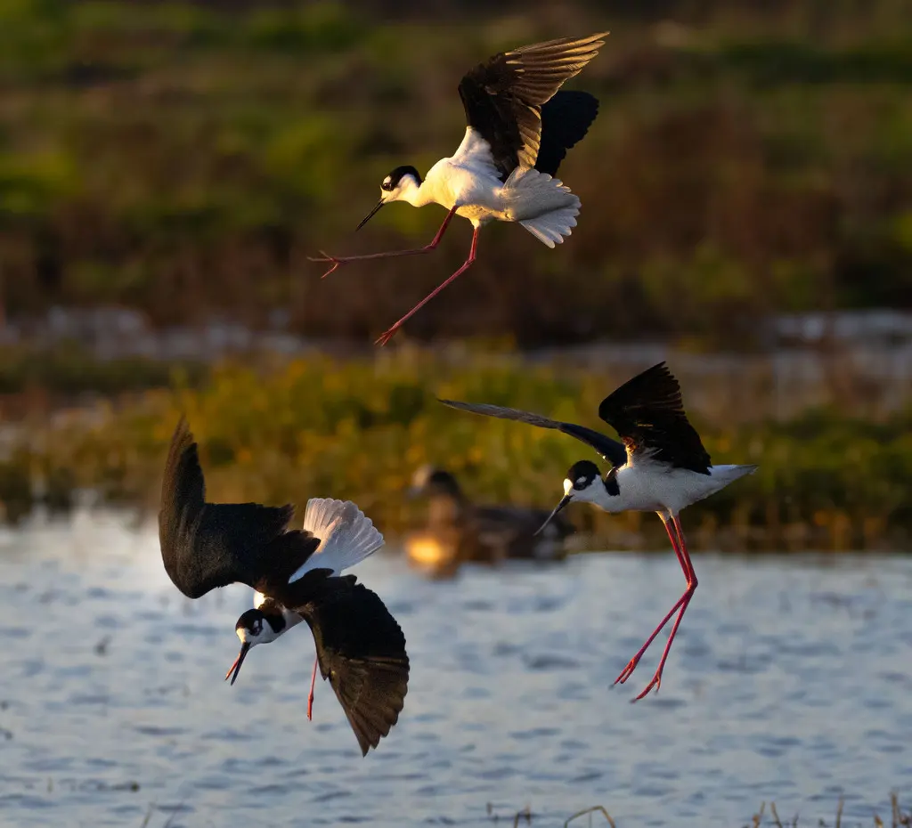 黑颈长脚鹬(Himantopus mexicanus)