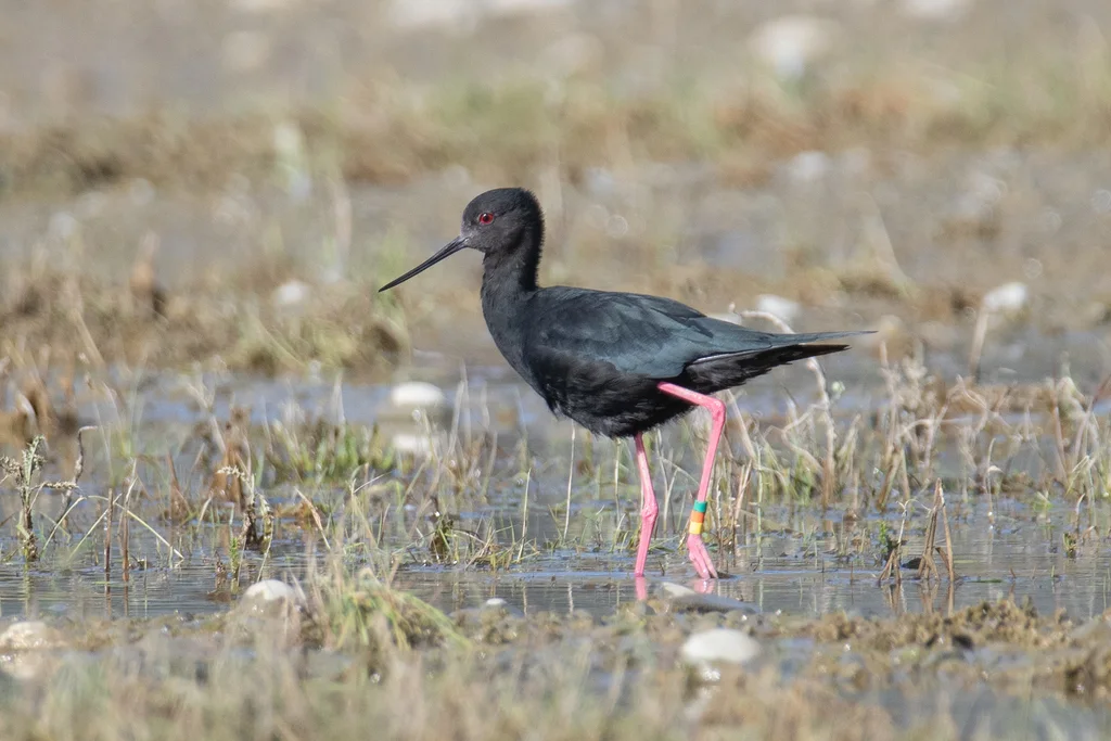 黑长脚鹬(Himantopus novaezelandiae)