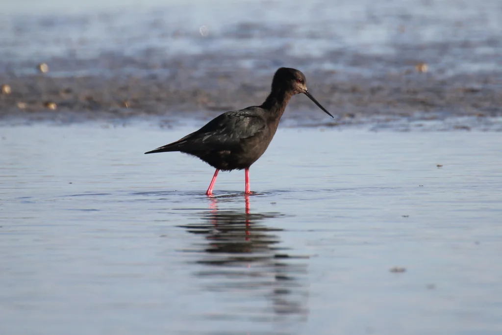 黑长脚鹬(Himantopus novaezelandiae)