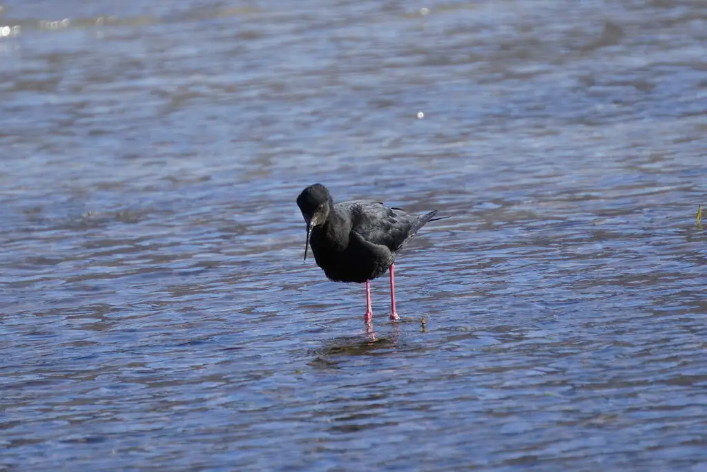 黑长脚鹬(Himantopus novaezelandiae)