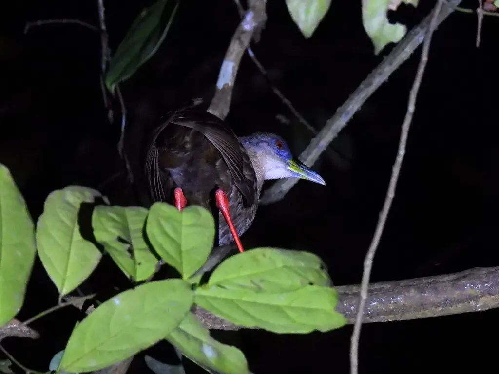 噪秧鸡(Himantornis haematopus)