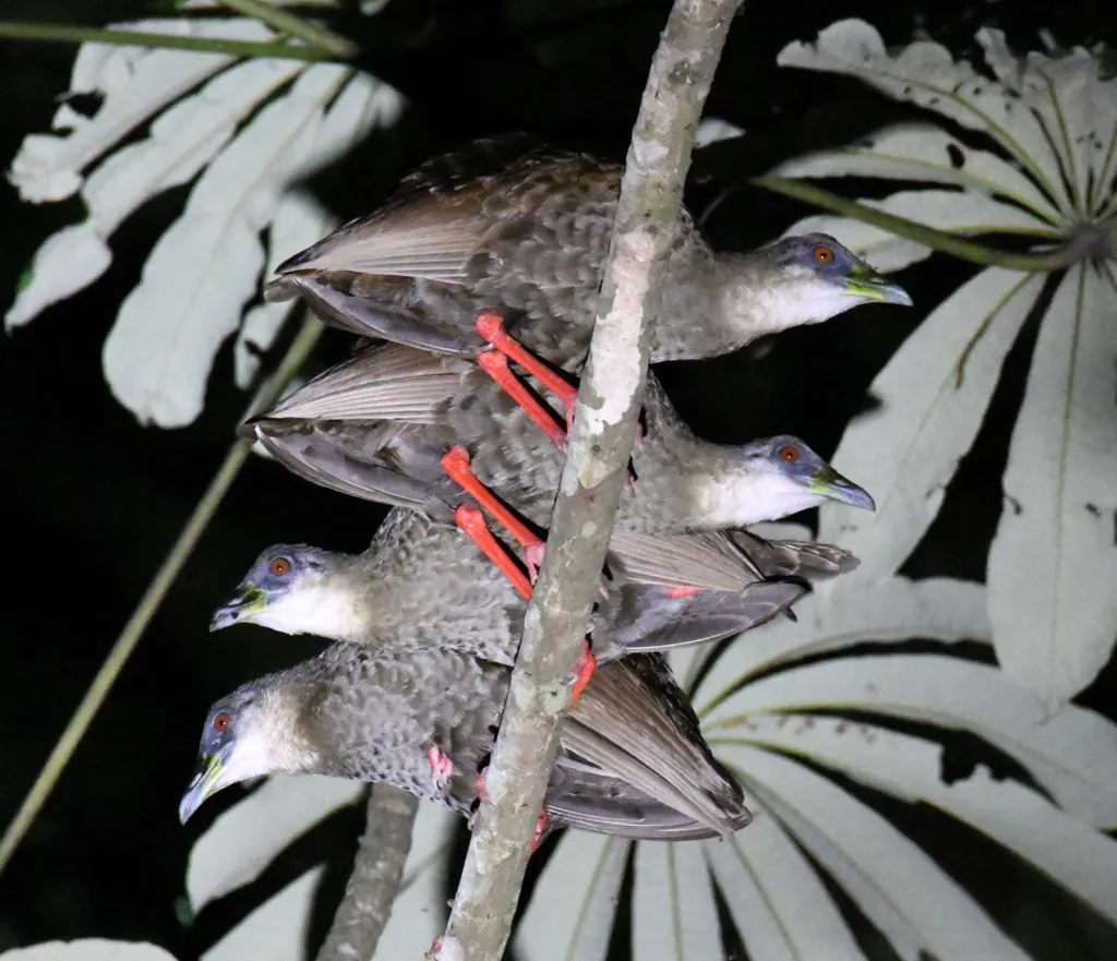 噪秧鸡(Himantornis haematopus)
