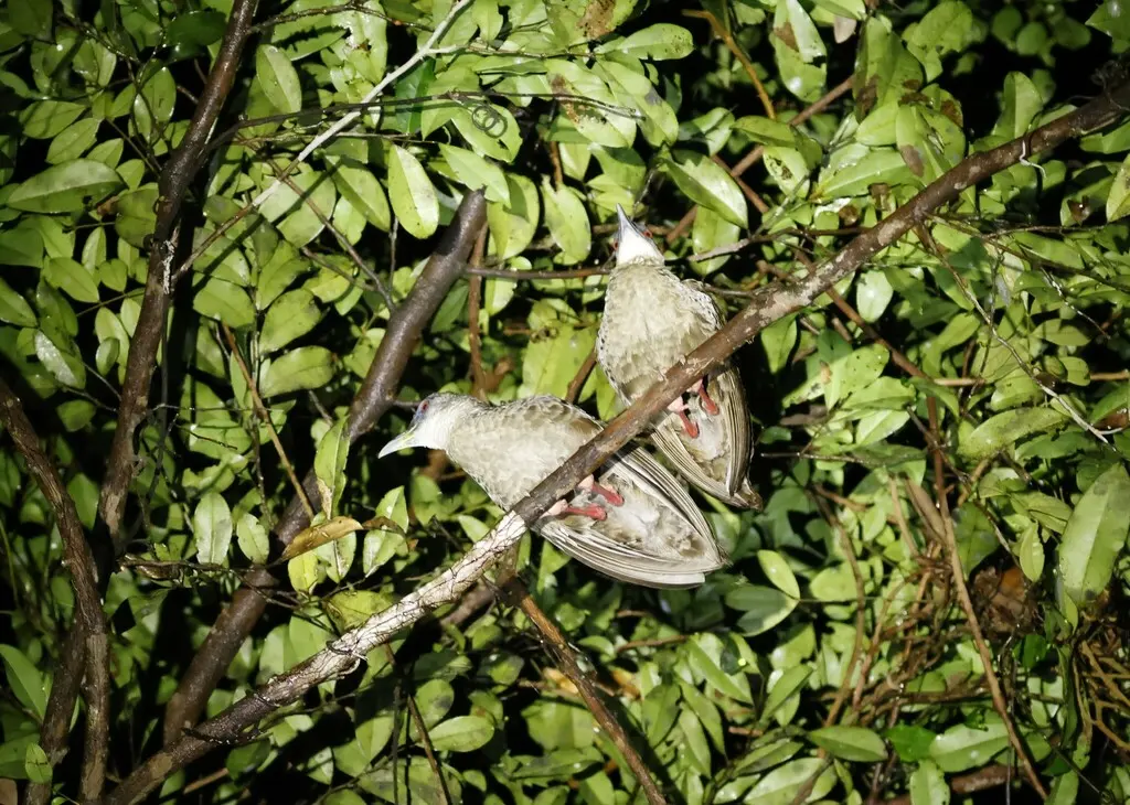 噪秧鸡(Himantornis haematopus)