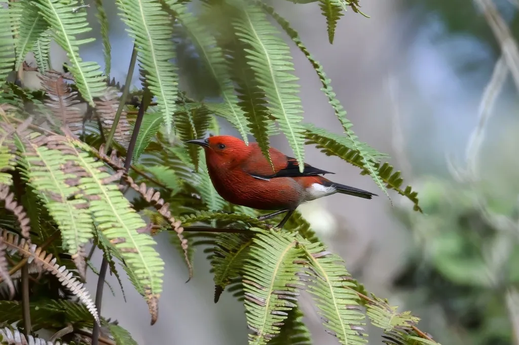 白臀蜜雀(Himatione sanguinea)