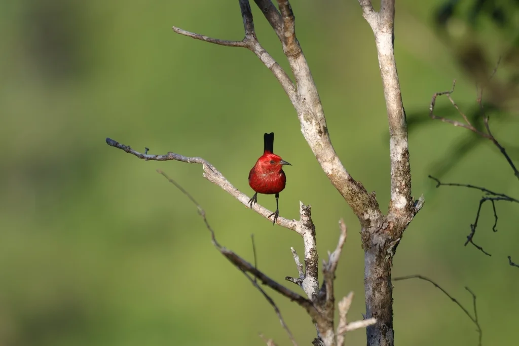白臀蜜雀(Himatione sanguinea)