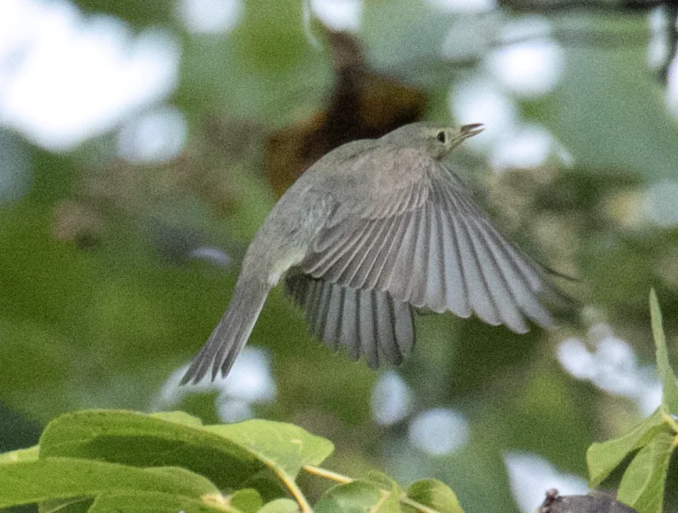 绿篱莺(Hippolais icterina)