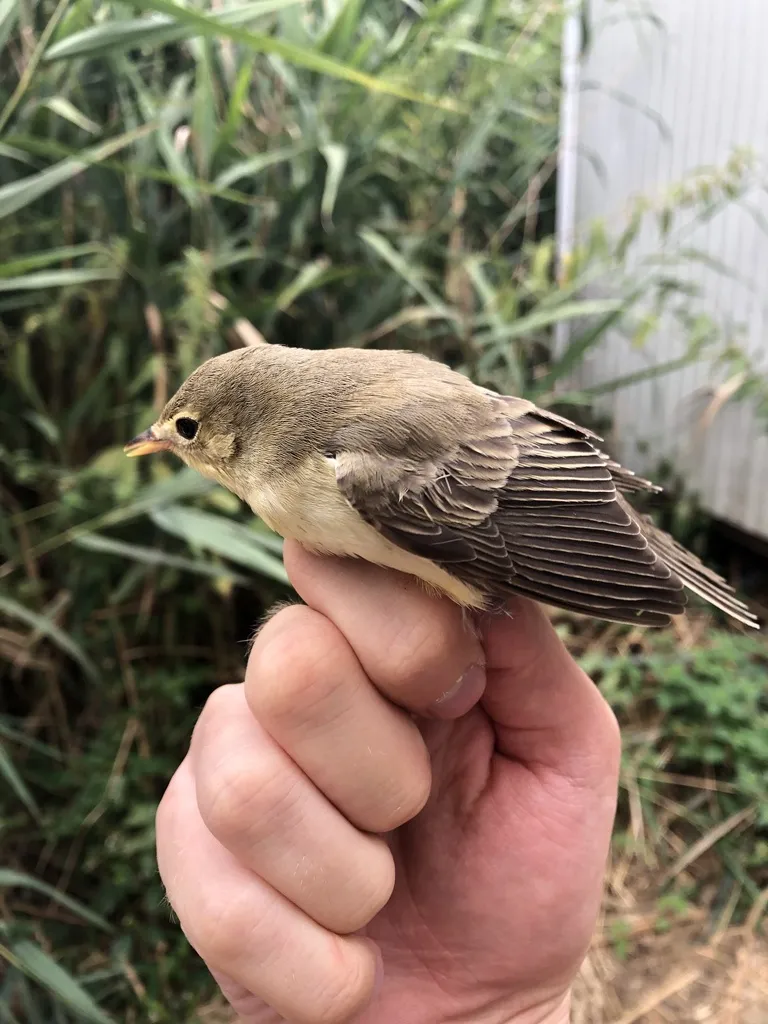 绿篱莺(Hippolais icterina)