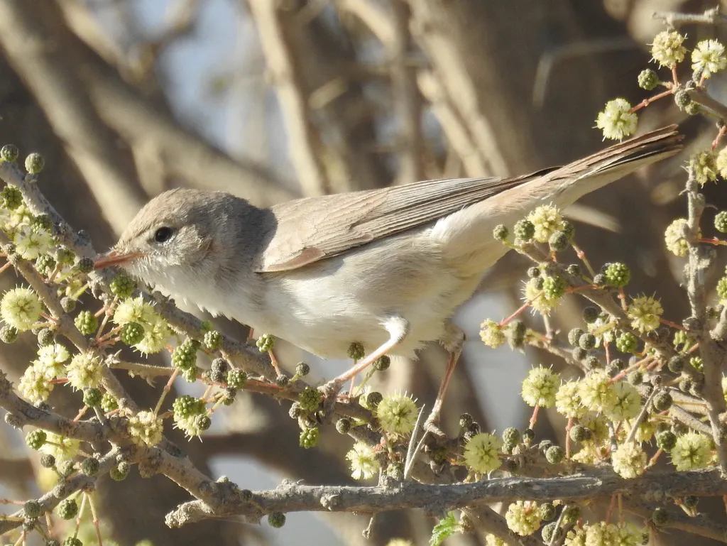 淡色篱莺(Hippolais languida)