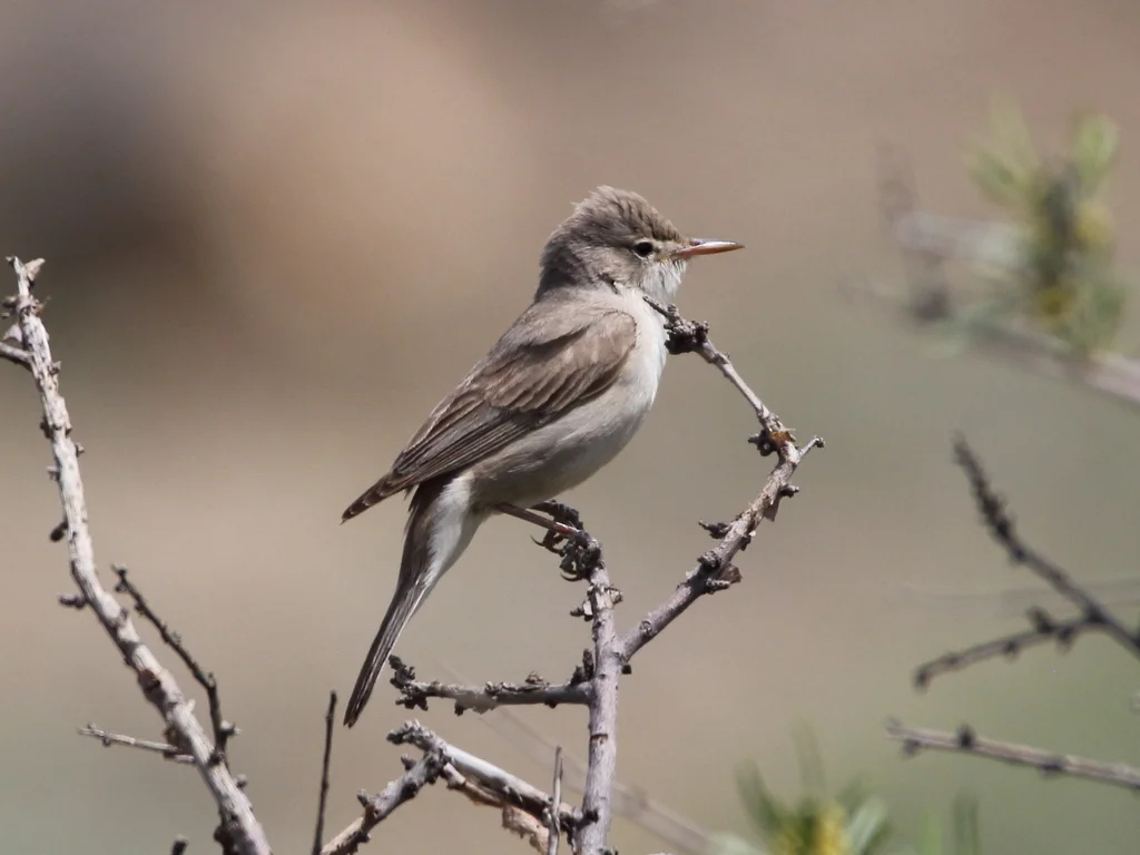 淡色篱莺(Hippolais languida)