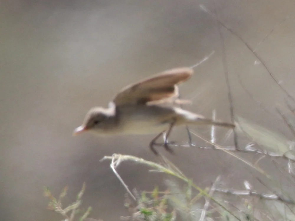 淡色篱莺(Hippolais languida)