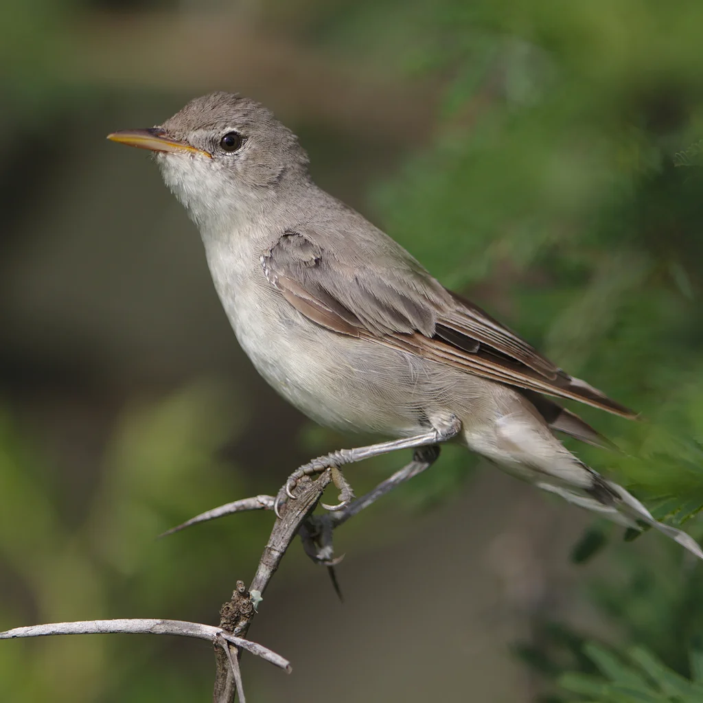 橄榄篱莺(Hippolais olivetorum)