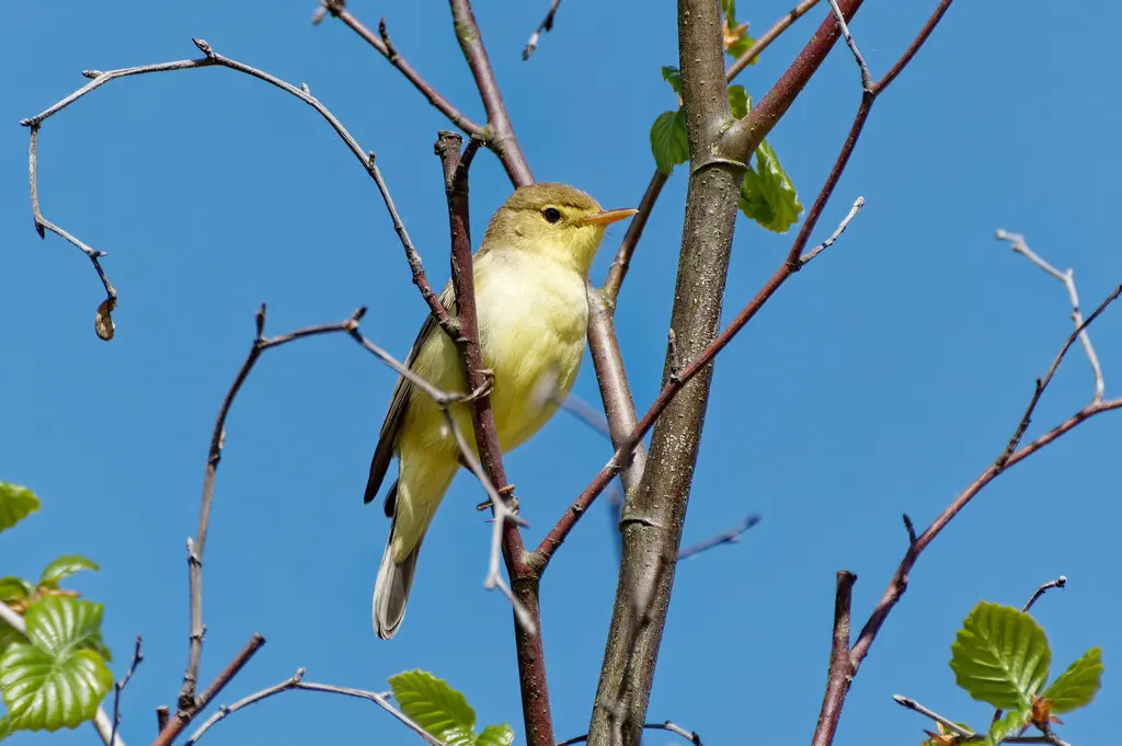 歌篱莺(Hippolais polyglotta)