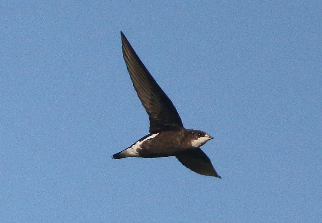 白喉针尾雨燕(Hirundapus caudacutus)