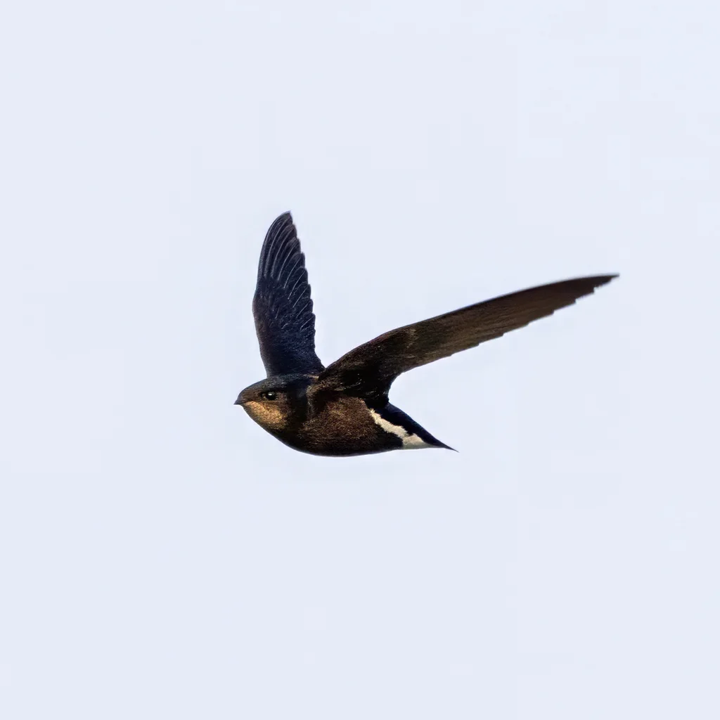 灰喉针尾雨燕(Hirundapus cochinchinensis)
