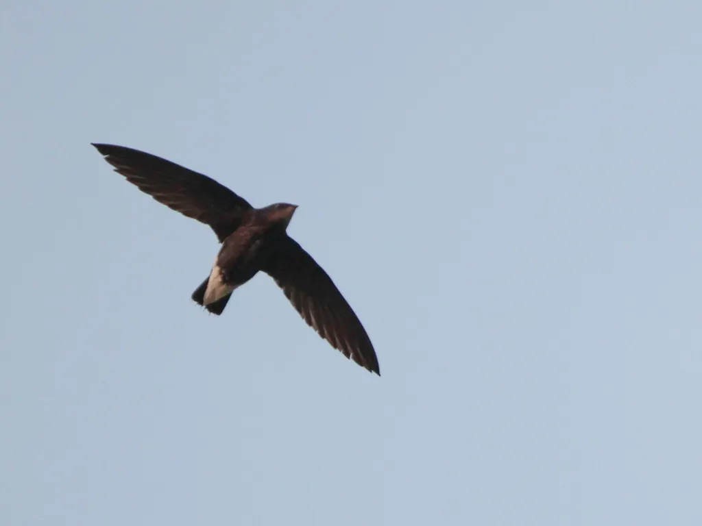 灰喉针尾雨燕(Hirundapus cochinchinensis)