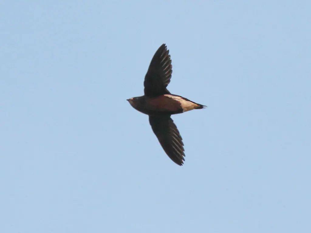 褐背针尾雨燕(Hirundapus giganteus)