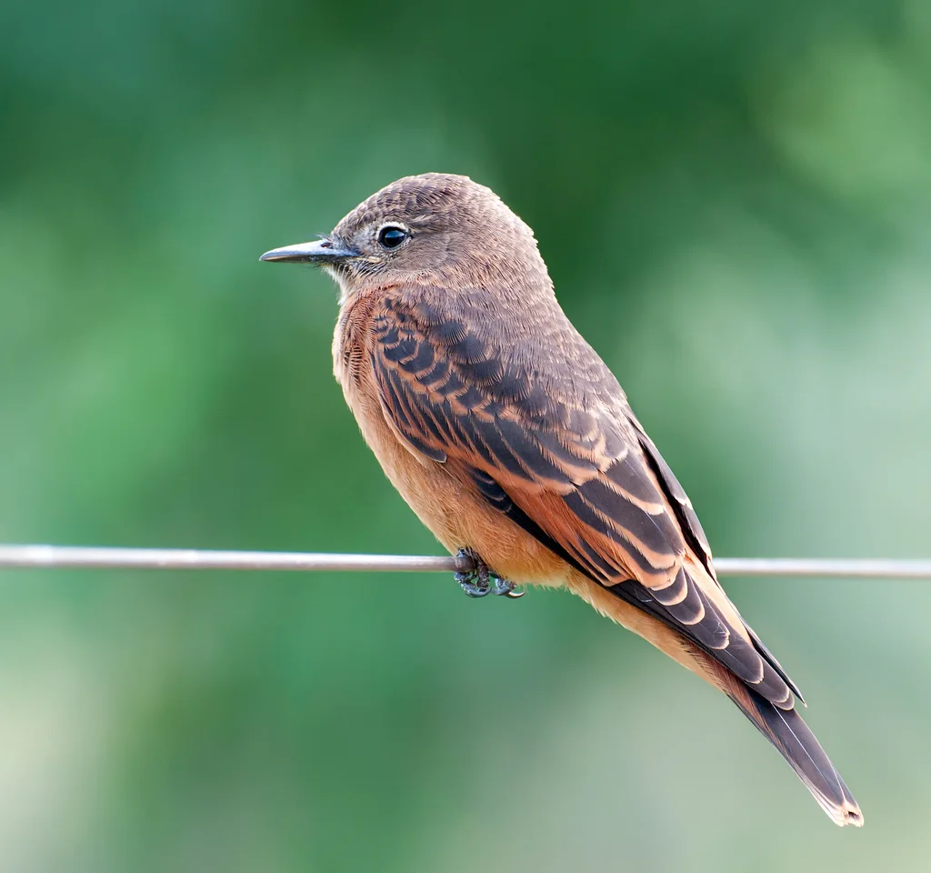 峭壁霸鹟(Hirundinea ferruginea)