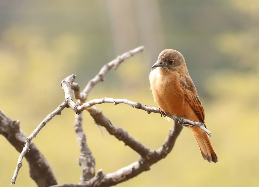 峭壁霸鹟(Hirundinea ferruginea)