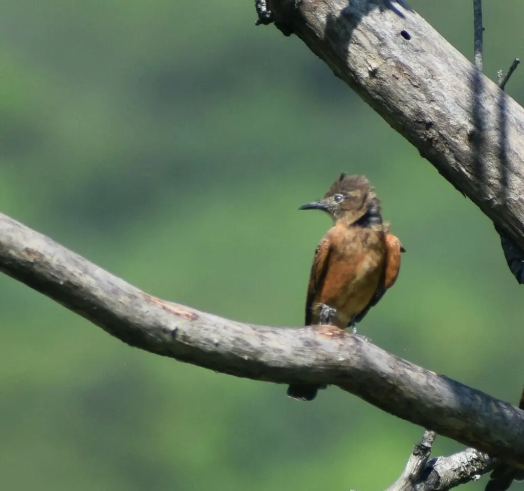 峭壁霸鹟(Hirundinea ferruginea)