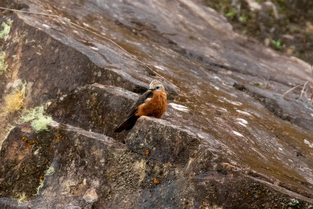 峭壁霸鹟(Hirundinea ferruginea)