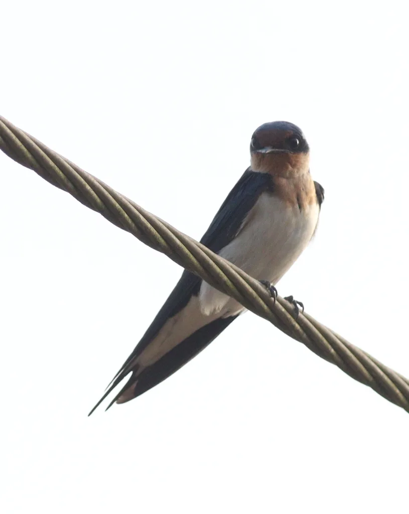 红额燕(Hirundo aethiopica)