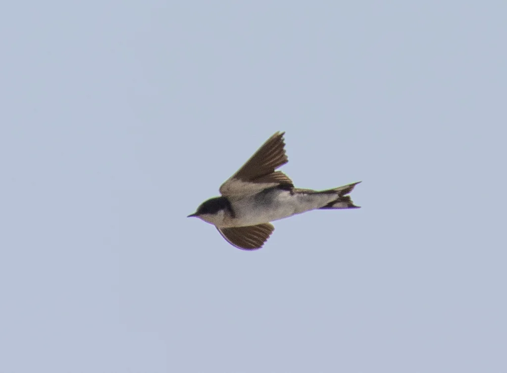 红额燕(Hirundo aethiopica)