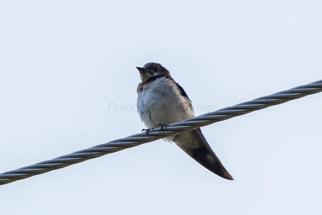 红额燕(Hirundo aethiopica)