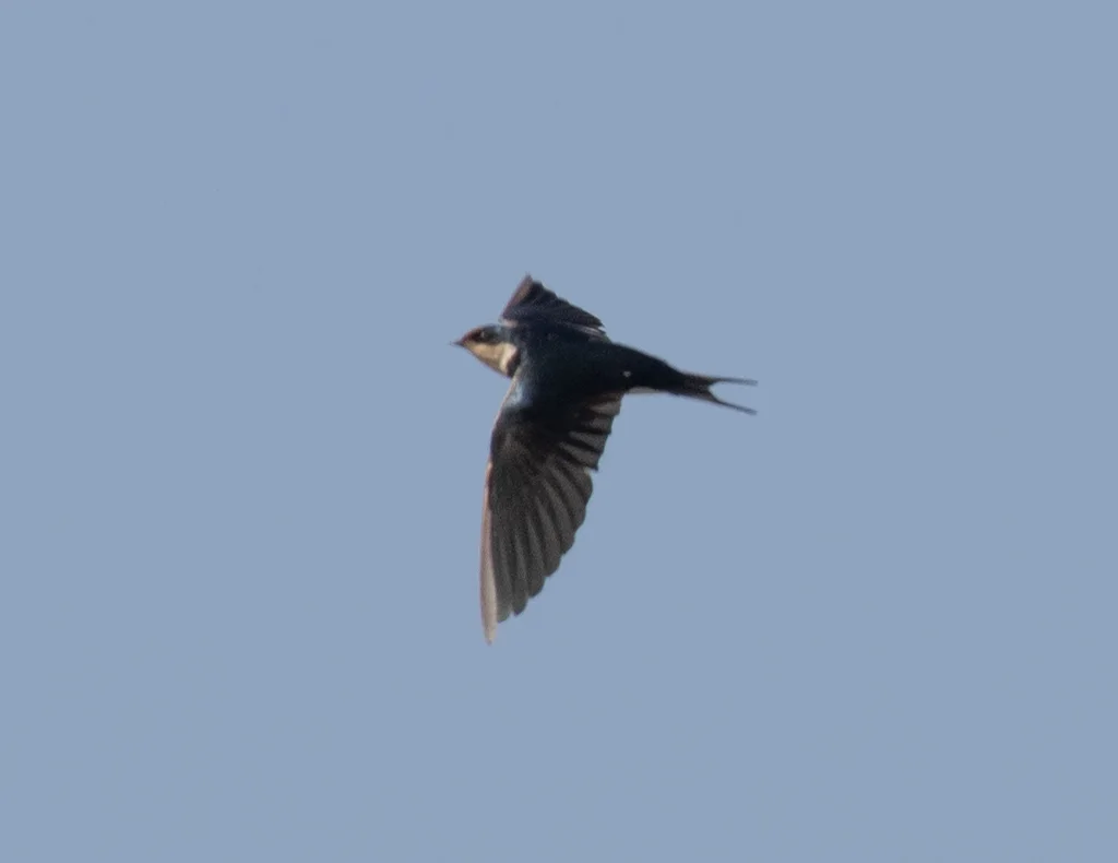 红额燕(Hirundo aethiopica)