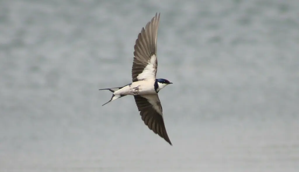 白喉燕(Hirundo albigularis)