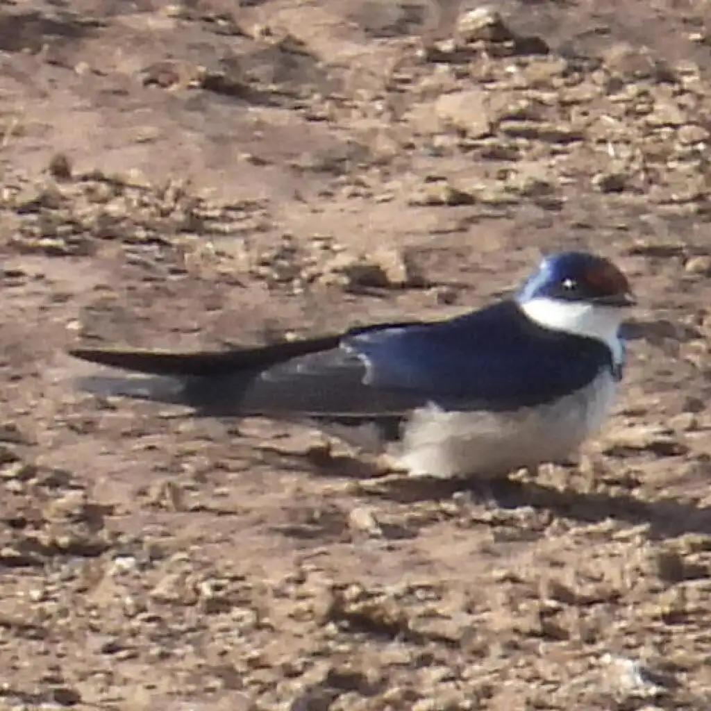 白喉燕(Hirundo albigularis)