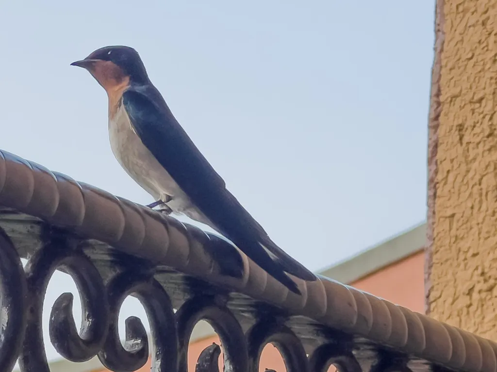 安哥拉燕(Hirundo angolensis)