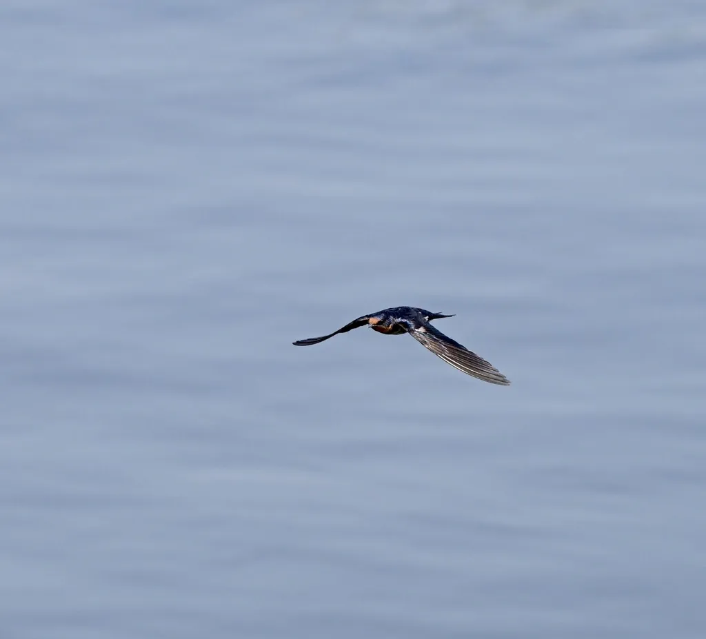 安哥拉燕(Hirundo angolensis)