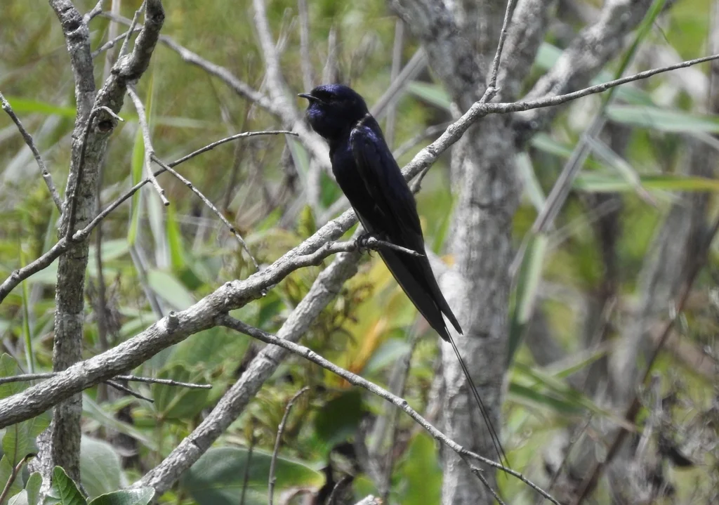 蓝燕(Hirundo atrocaerulea)