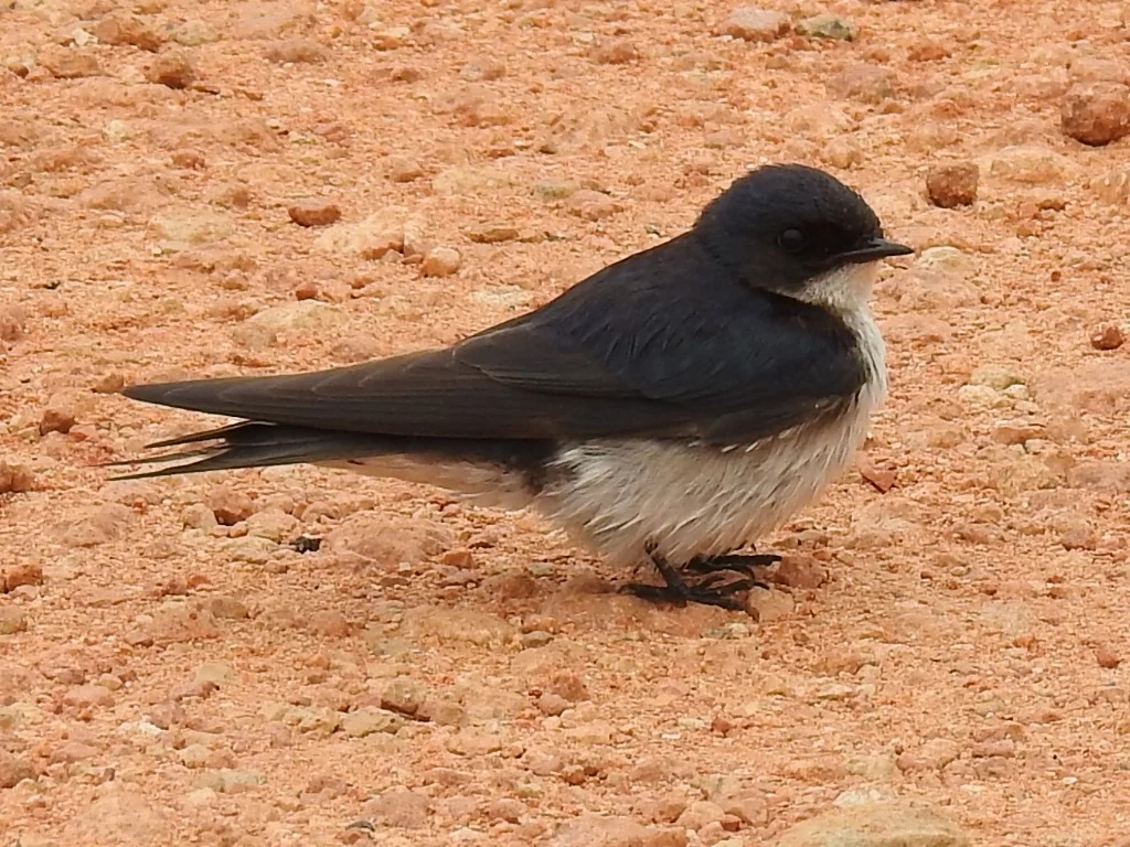 珠胸燕(Hirundo dimidiata)