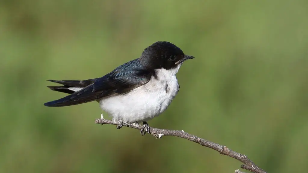 珠胸燕(Hirundo dimidiata)