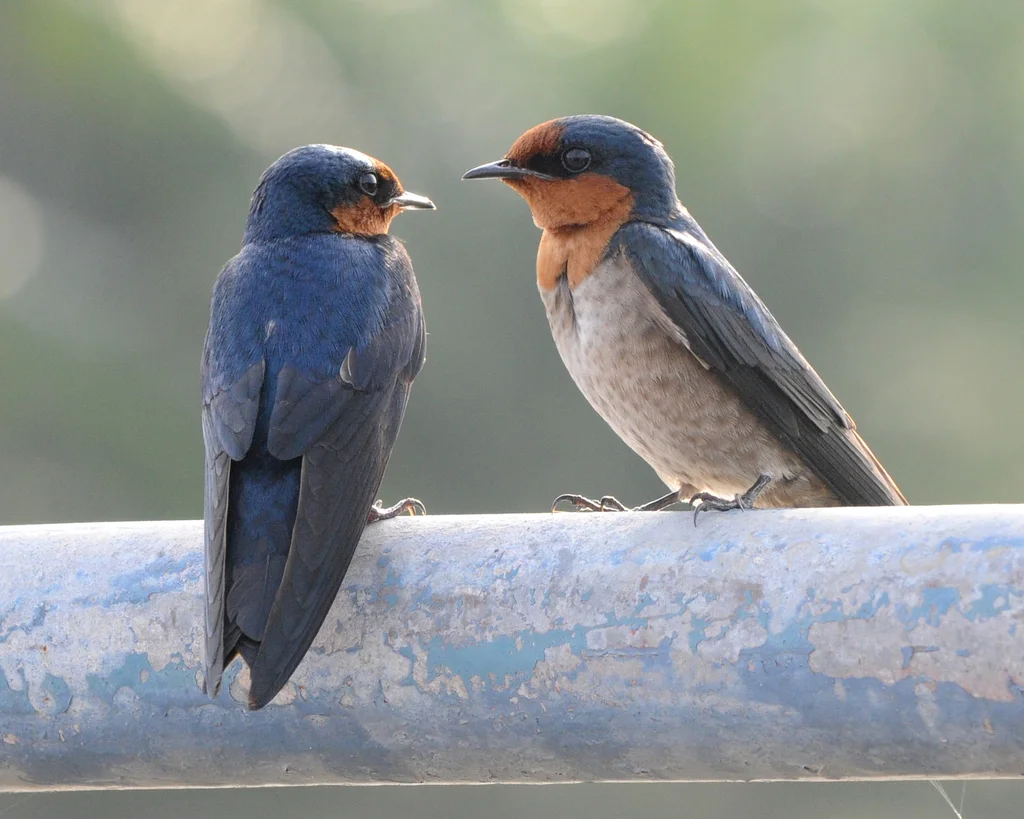 洋燕(Hirundo javanica)
